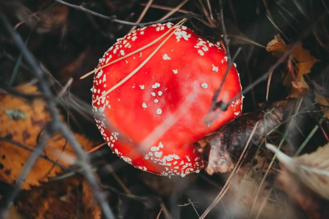 Amanita Muscaria: A Global Traveler