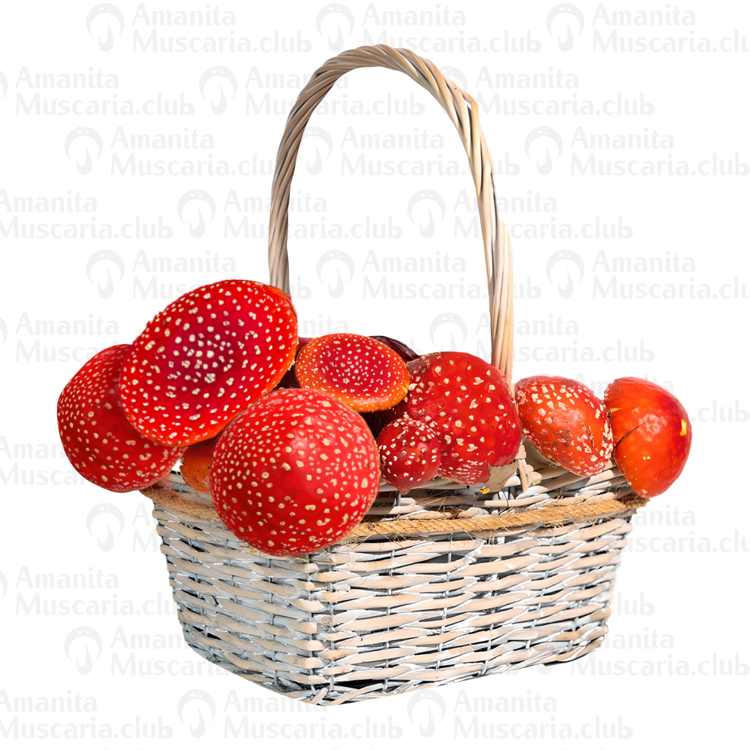 Dried Amanita Muscaria Caps, 100 g