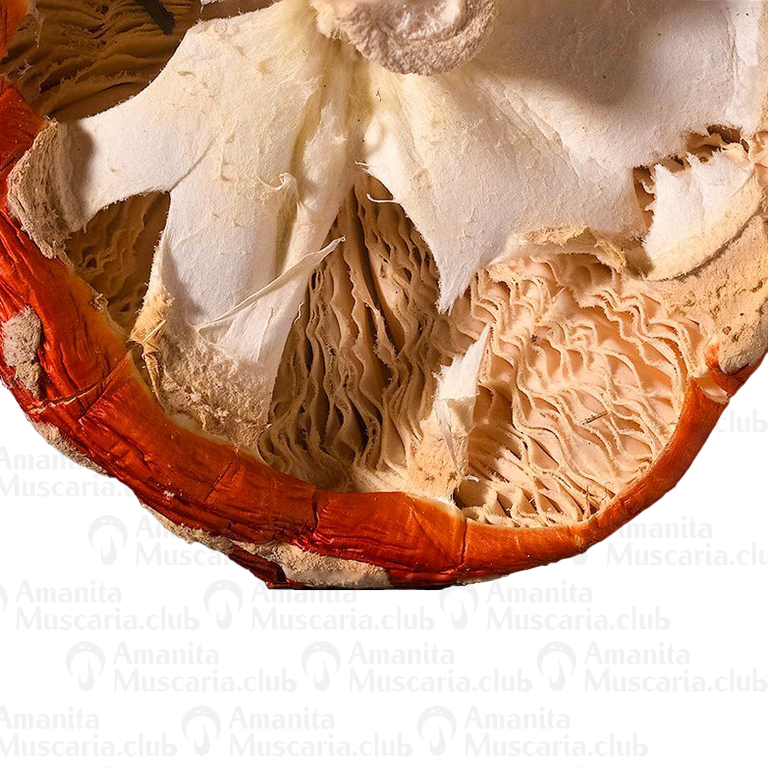 Dried Amanita Muscaria Caps, 100 g