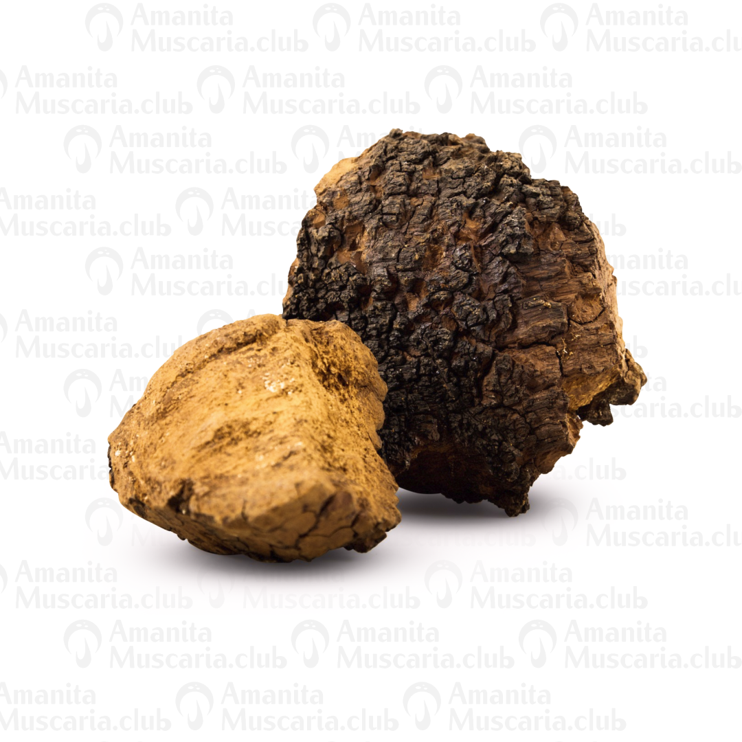 Chaga mushroom tea powder, 100 g