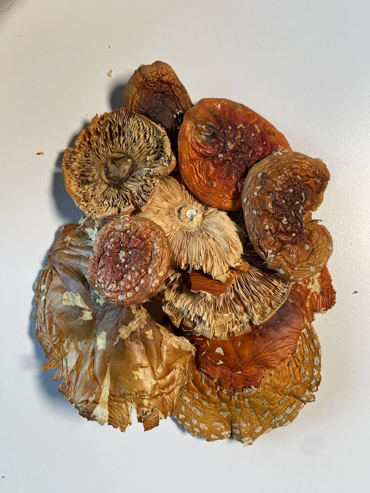 Dried Amanita Muscaria Caps, 100 g