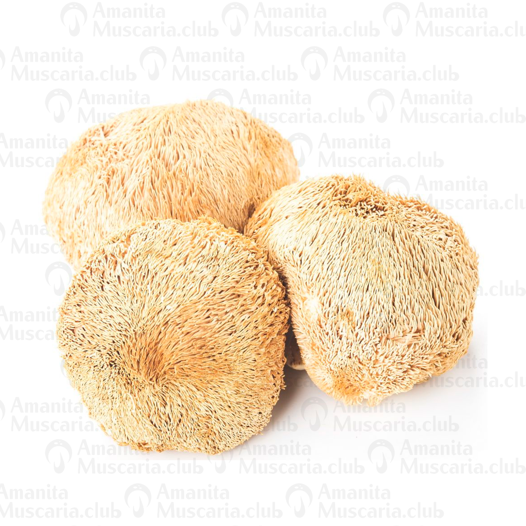 Dried Lion's Mane powder, 100 g