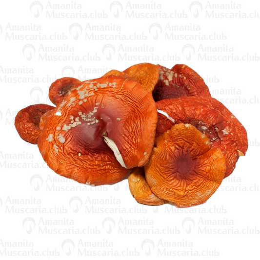 Dried Amanita Muscaria Caps, 100 g