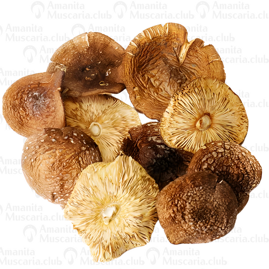 Dried Amanita Pantherina Caps, 100 g